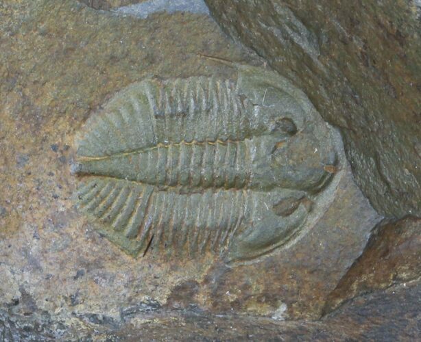 Ogyginus Trilobite - Wales, Great Britian #30791